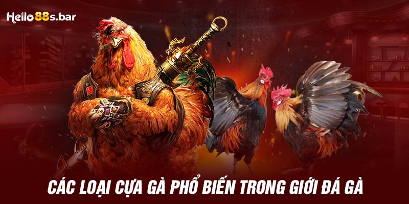 Các loại cựa gà phổ biến trong giới đá gà