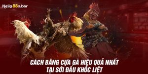 Cách Băng Cựa Gà Hiệu Quả Nhất Tại Sới Đấu Khốc Liệt