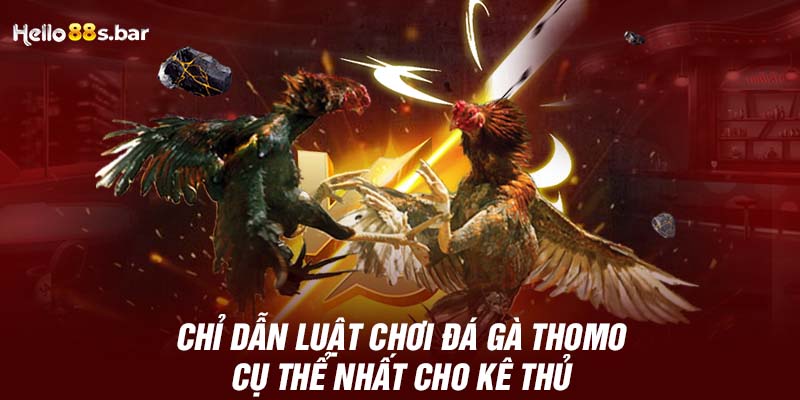 Chỉ dẫn luật chơi đá gà Thomo cụ thể nhất cho kê thủ