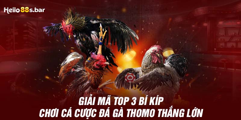 Giải mã top 3 bí kíp chơi cá cược Đá gà Thomo thắng lớn 