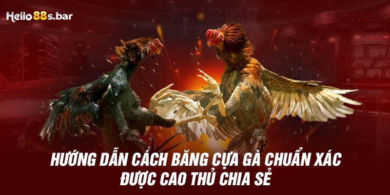 Hướng dẫn cách băng cựa loại gà tre lai và gà tre