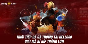 Trực Tiếp Đá Gà Thomo Tại HELLO88 - Giải Mã Bí Kíp Thắng Lớn